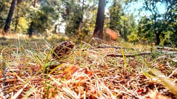 Obraz Close up Wald Boden