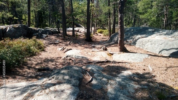 Obraz Steiniger Wald