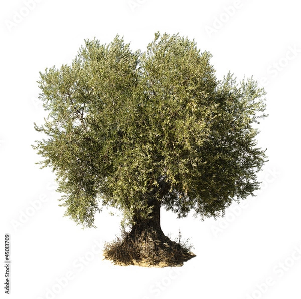 Obraz Olive tree white isolated