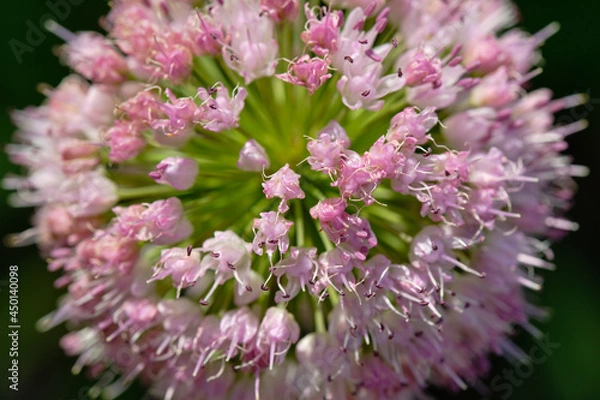 Obraz Állium angulosum. Decorative bow. Bloom. Macro.
