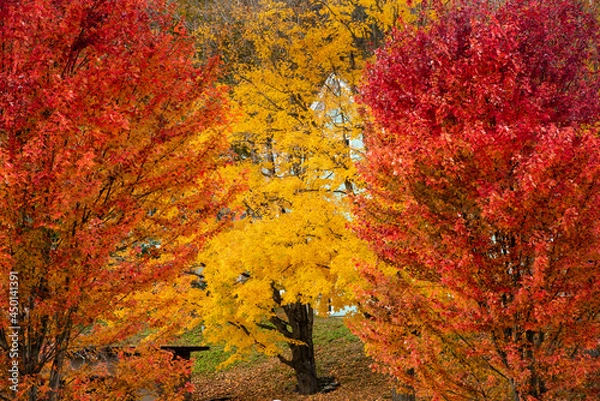 Fototapeta Maple Autumn Splendor 