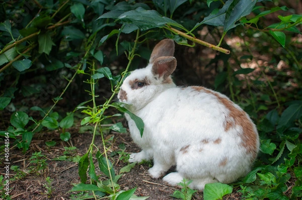 Fototapeta Rabbit eating leaves.