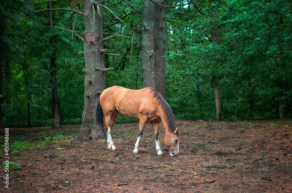 Obraz Horse grazing.