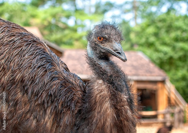 Obraz Emu on farm.