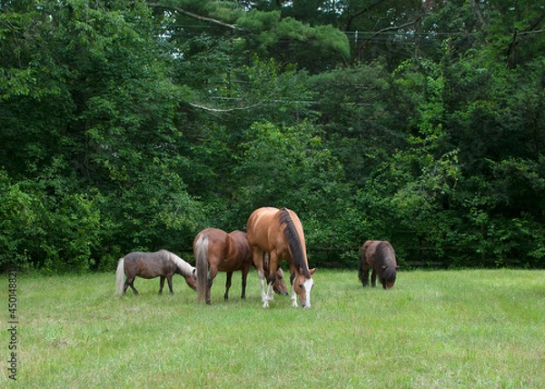 Obraz Horses in a field.