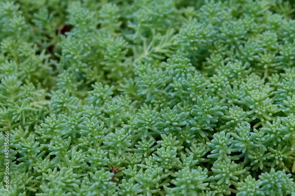 Obraz solid texture of small succulent plants close up