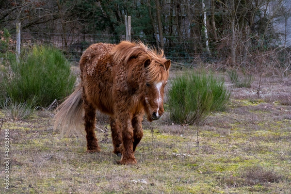 Obraz Pferd mit Locken an Equinem Cushing Syndrom, ECS erkrankt