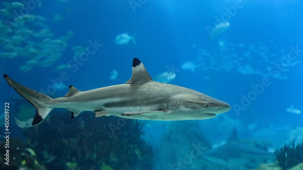 Obraz Detailed blacktip shark