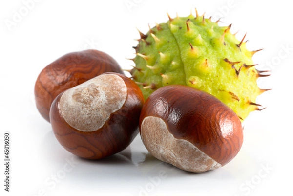 Obraz Chestnut