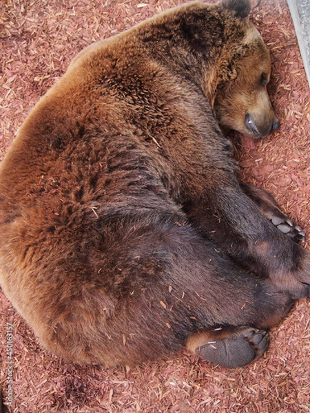 Obraz A brown bear basks in the sun after hibernation. The diversity of the animal world, predators living on the planet.