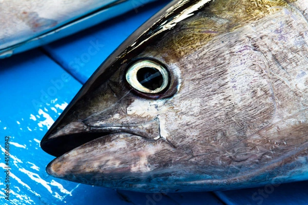 Obraz fish on blue background