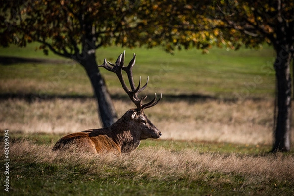 Obraz deer in the woods