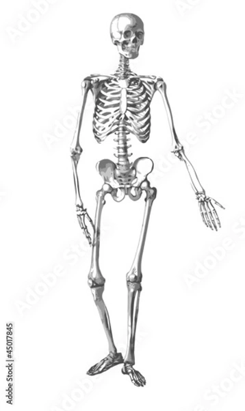 Fototapeta Squelette, planche d'anatomie