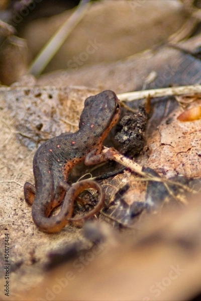Fototapeta An Eastern Newt walks along a leaf covered forest floor in southern Illinois.