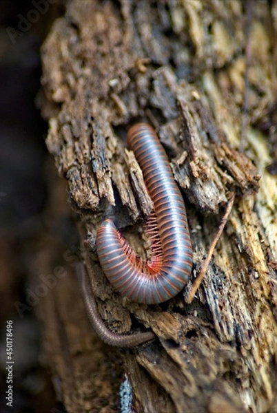 Fototapeta A millipede explores a break in a rotten log.