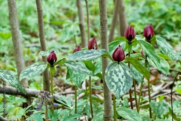 Fototapeta Trillium grows in the shade of a dense forest during the cool days of spring.