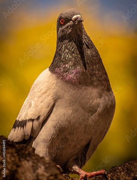 Obraz pigeon on the rocks