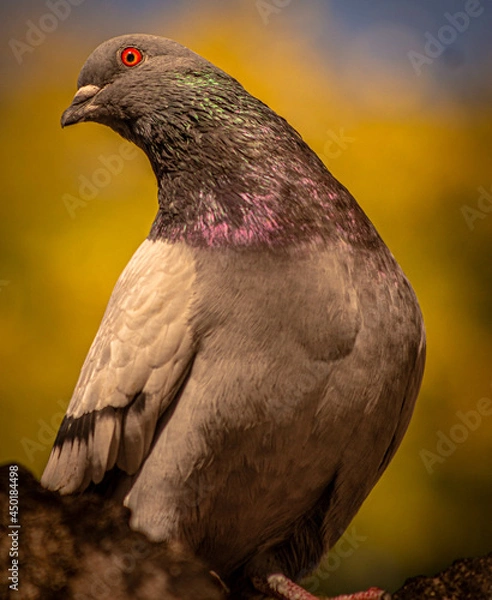 Obraz pigeon on the rock