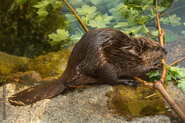 Obraz The Eurasian beaver (Castor fiber).