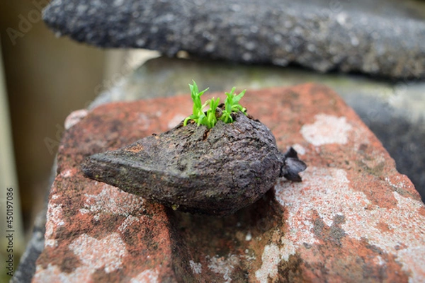 Obraz guayaba naciendo