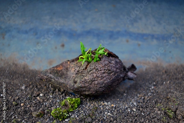 Obraz guayaba seca germinando