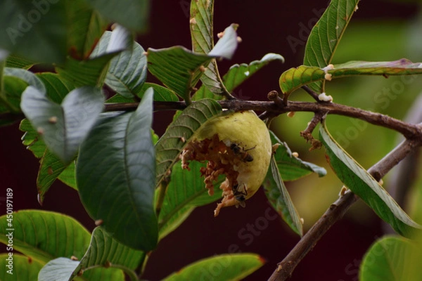 Obraz festín de abejas