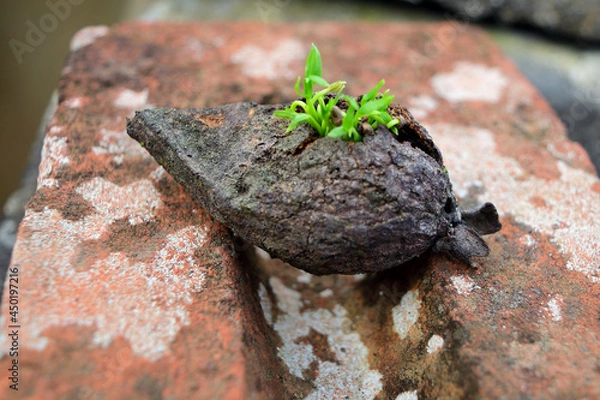 Obraz guayaba en germinación