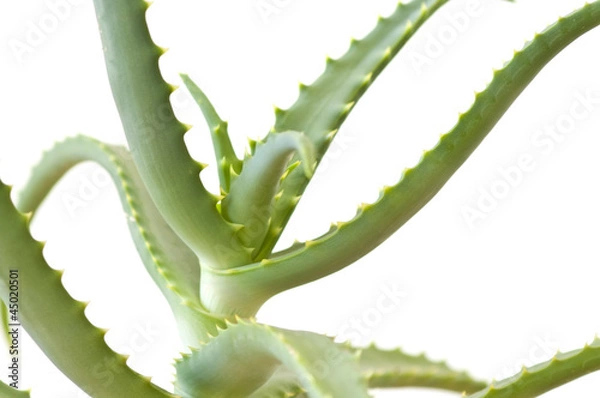 Obraz Aloe Vera isolated on white