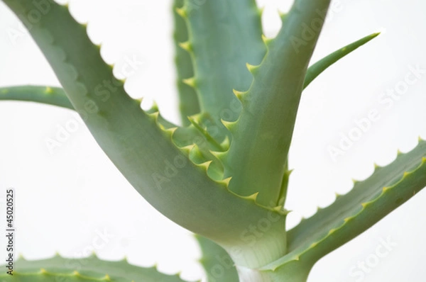 Obraz Aloe Vera