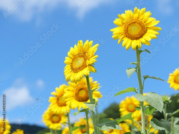 Fototapeta ひまわりの花と青空