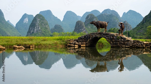 Obraz GUILIN, CHINA - SEPT 20, 2017: A farmer walks his buffalo home after a day’s work in Huixiang, a small town with karst and limestone landscape