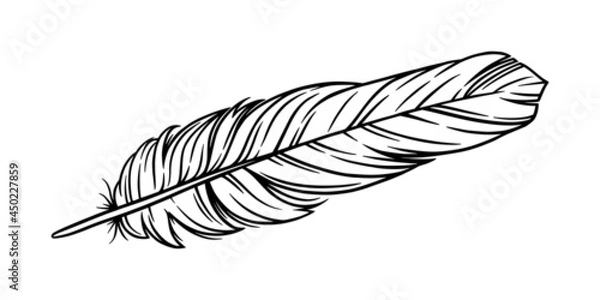 Fototapeta Bird feather for a quill. Handwriting feather isolated in white background. Hand drawn vector illustration