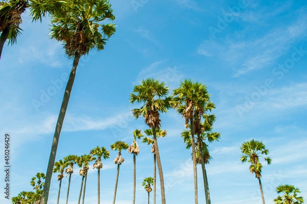 Fototapeta palm tree on the sky background