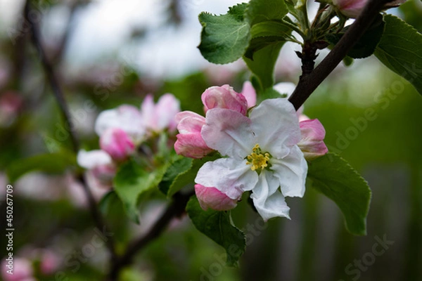 Fototapeta Blooming apple tree with bright flowers close-up on a green background in the garden.