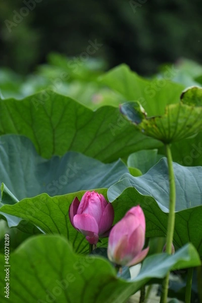 Fototapeta 蓮の花