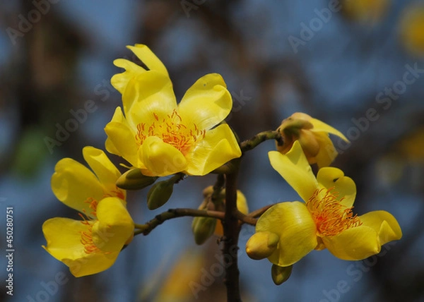 Fototapeta Yellow Silk Cotton or Butter-Cup or ochlospermum regium it is a deciduous tree that is native to South America.