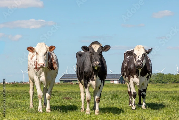 Fototapeta Three cows in a pasture, black white and red, standing together, in a row next to each other and looking, green grass and a blue sky