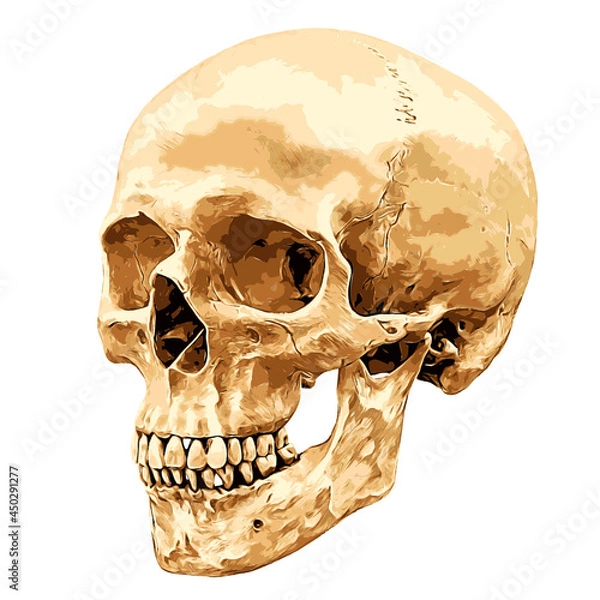 Obraz Human skull in angled at a 45 degree angle aspect isolated on white background, vector illustration