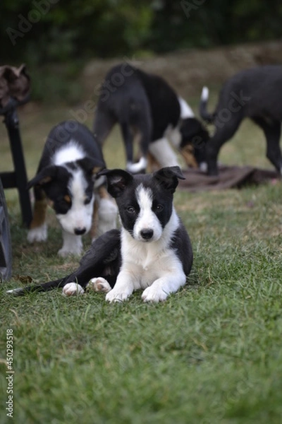 Fototapeta Border Collie