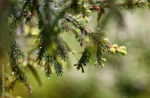 Fototapeta Rain drops on a coniferous tree in the Ochotnica Gorna vilage