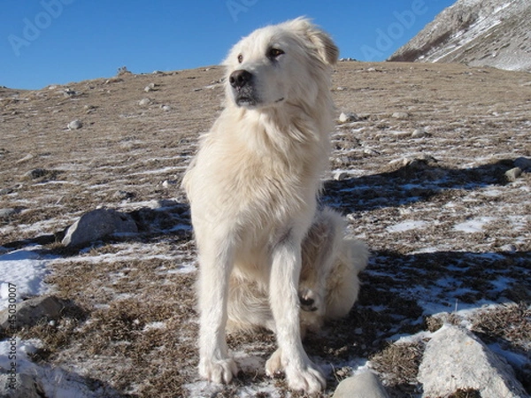 Obraz Pastore Maremmano Abruzzese