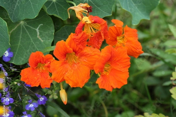 Obraz orange nasturtium flowers