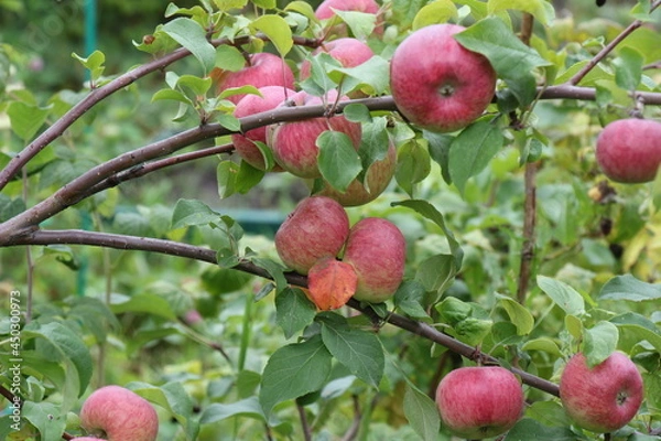 Fototapeta red apples on a tree