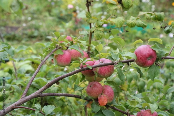 Fototapeta red apples on a branch