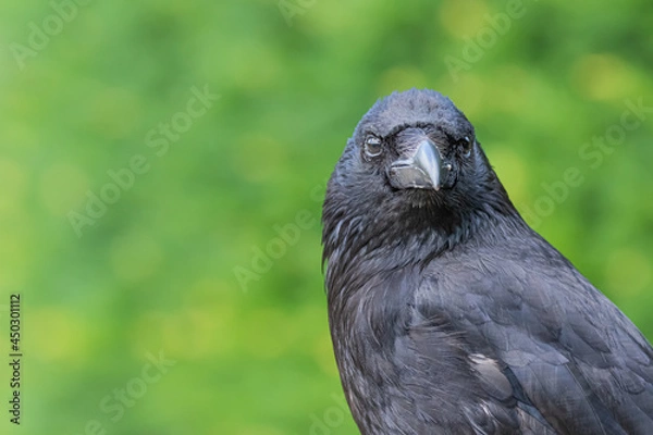 Obraz Crow on the ground