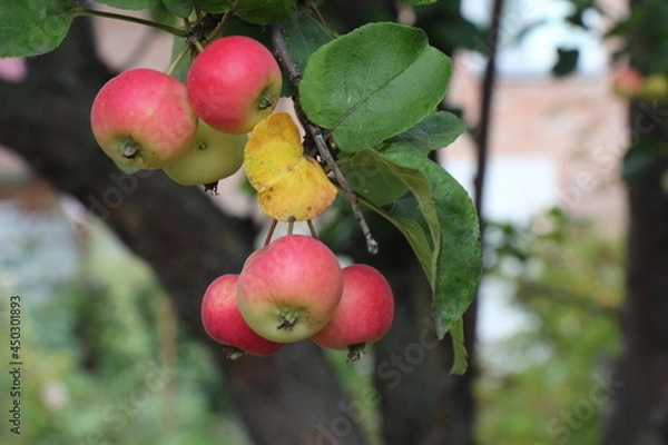 Obraz apples on a branch