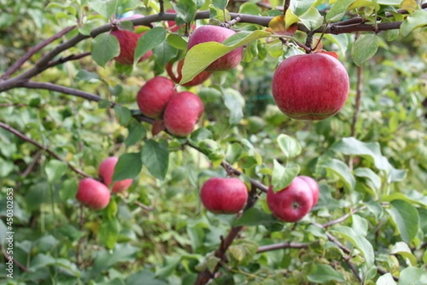 Obraz apples on a tree