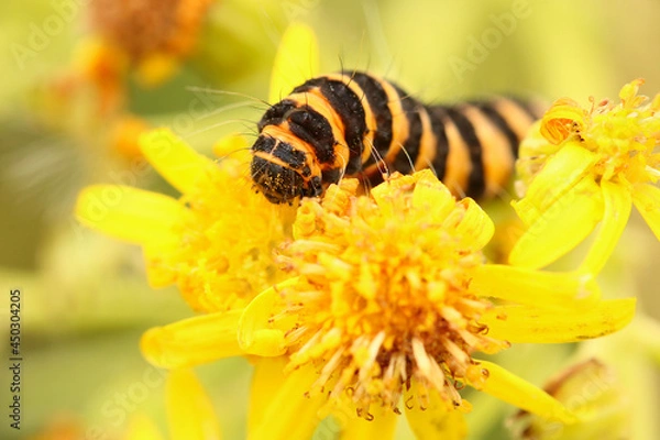 Fototapeta Close up of a Cinnabar Moth caterpillar feeding on some Ragwort flowers. Scientific name, Tyria jacobaeae.