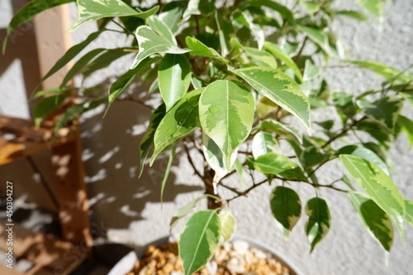 Obraz ベンジャミン・ゴールデンプリンセス