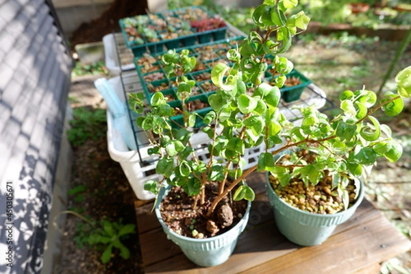 Obraz ベンジャミン・バロック